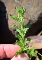 Centipeda cunninghamii