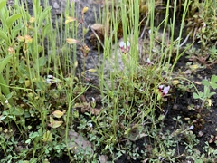 Trifolium variegatum geminiflorum