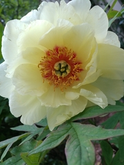 Paeonia × suffruticosa