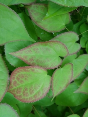 Epimedium