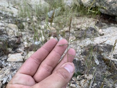 Festuca microstachys