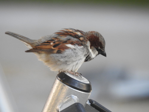 House Sparrow photographed in Arizona