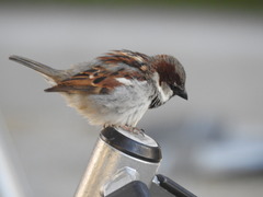 Passer domesticus