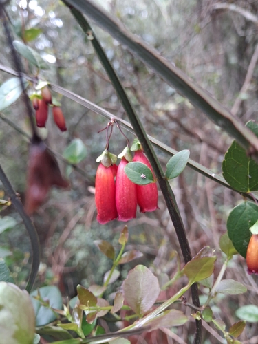 Halleria ligustrifolia (Halleria ligustrifolia)