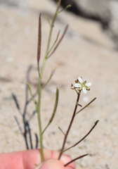 Rorippa laciniata