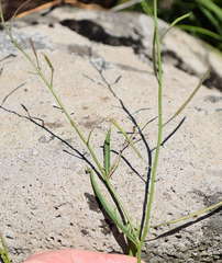 Rorippa laciniata