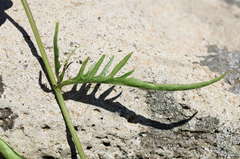 Rorippa laciniata