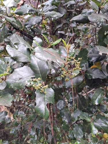 Cassinopsis madagascariensis (Cassinopsis madagascariensis)