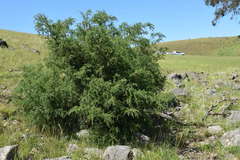 Acacia verticillata verticillata