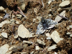 Metaxmeste phrygialis