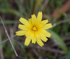 Microseris scapigera