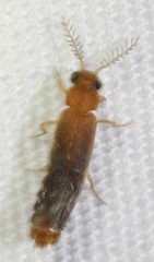 Distremocephalus opaculus