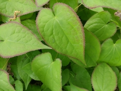 Epimedium