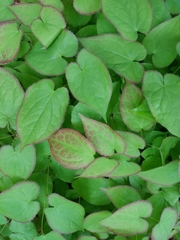 Epimedium