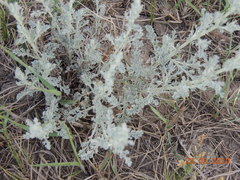 Artemisia nitrosa