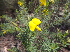 Gompholobium virgatum
