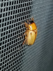 Cyclocephala longula