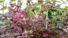 Epimedium