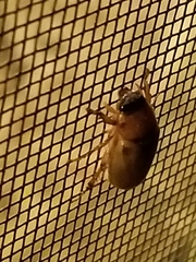 Cyclocephala longula