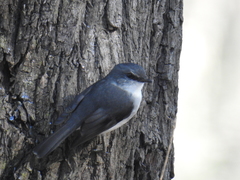 Eopsaltria georgiana