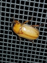 Cyclocephala longula