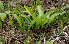 Allium ochotense