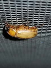 Cyclocephala longula