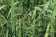 Carex randalpina