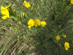 Gompholobium virgatum