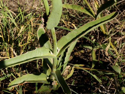 Image of Kalanchoe brachyloba by (c) Wynand Uys, some rights reserved (CC BY)