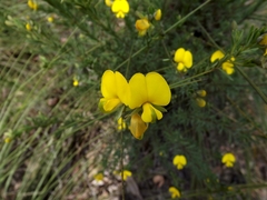 Gompholobium virgatum