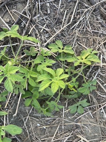 Ipomoea pes-tigridis observed 2026-10-02
