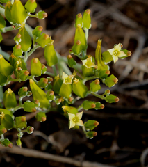 Kalanchoe brachyloba