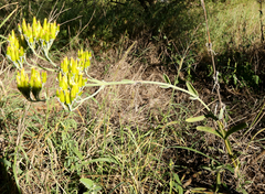 Kalanchoe brachyloba