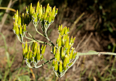 Kalanchoe brachyloba