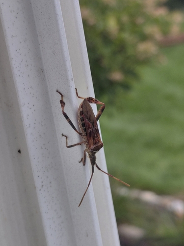 Western Conifer Seed Bug