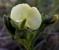 Gompholobium virgatum