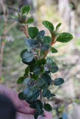 Spyridium parvifolium