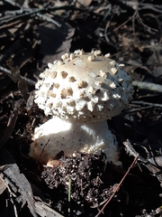 Amanita effusa