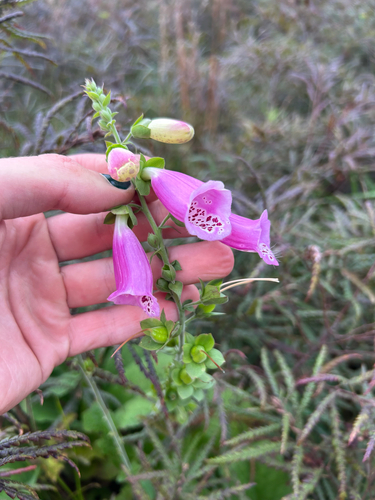 purple foxglove