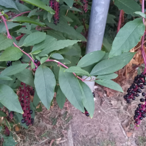 American pokeweed