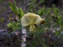 Gompholobium virgatum