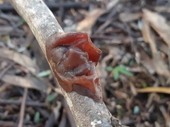 Phaeotremella fimbriata