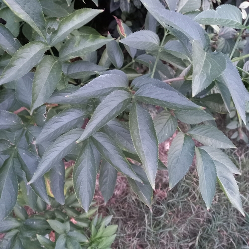 European black elderberry