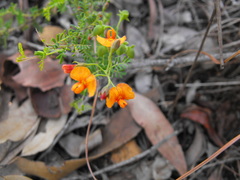 Gompholobium foliolosum