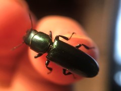 Temnoscheila virescens