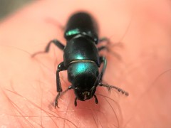 Temnoscheila virescens