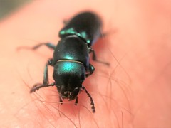 Temnoscheila virescens