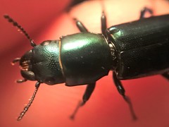 Temnoscheila virescens