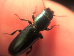 Temnoscheila virescens